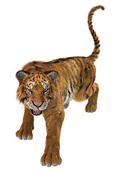 Image showing Tiger