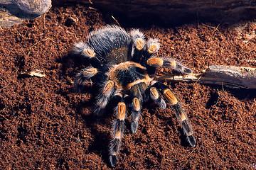 Image showing Mexican red knee tarantula 