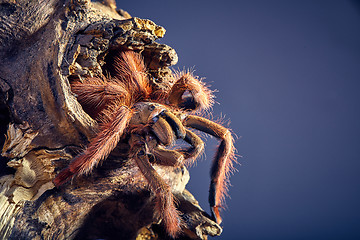 Image showing tarantula Tapinauchenius gigas