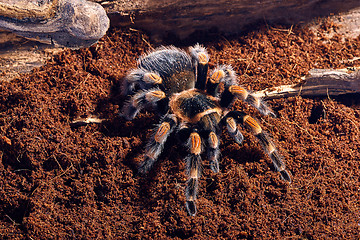 Image showing Mexican red knee tarantula 