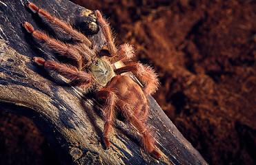 Image showing tarantula Tapinauchenius gigas