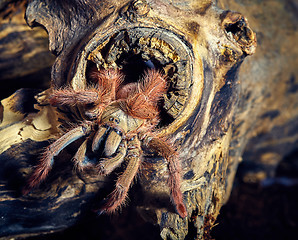 Image showing tarantula Tapinauchenius gigas