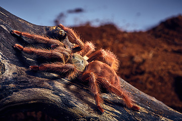 Image showing tarantula Tapinauchenius gigas