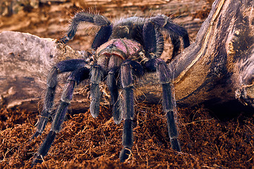 Image showing tarantula Phormictopus sp purple