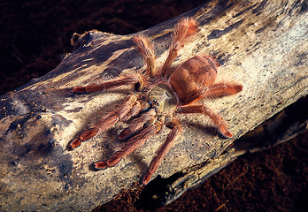 Image showing tarantula Tapinauchenius gigas