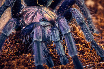 Image showing tarantula Phormictopus sp purple