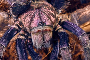 Image showing tarantula Phormictopus sp purple