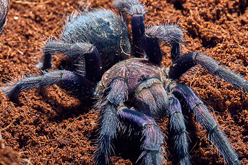 Image showing tarantula Phormictopus sp purple