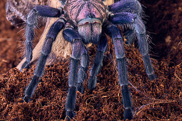 Image showing tarantula Phormictopus sp purple