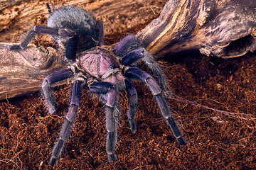 Image showing tarantula Phormictopus sp purple