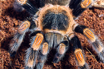 Image showing Mexican red knee tarantula 