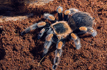 Image showing Mexican red knee tarantula 