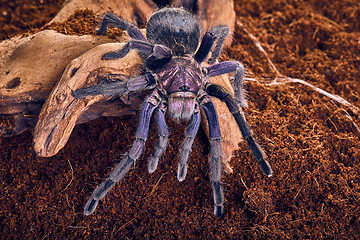 Image showing tarantula Phormictopus sp purple