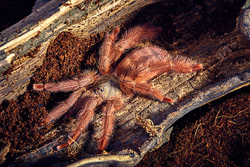 Image showing tarantula Tapinauchenius gigas