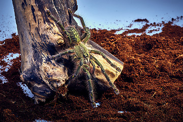 Image showing tarantula Poecilotheria rufilata