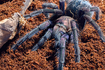 Image showing tarantula Phormictopus sp purple