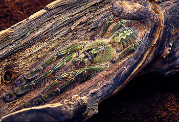 Image showing tarantula Poecilotheria rufilata