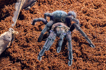 Image showing tarantula Phormictopus sp purple