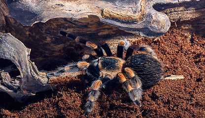 Image showing Mexican red knee tarantula 
