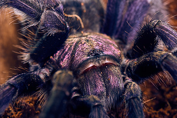 Image showing tarantula Phormictopus sp purple