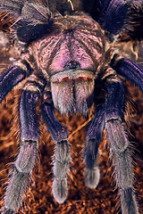 Image showing tarantula Phormictopus sp purple