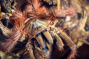 Image showing tarantula Tapinauchenius gigas