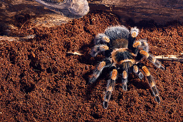 Image showing Mexican red knee tarantula 