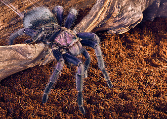 Image showing tarantula Phormictopus sp purple