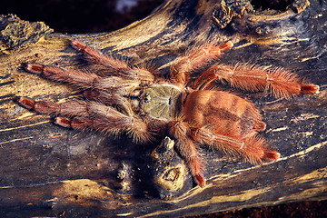 Image showing tarantula Tapinauchenius gigas