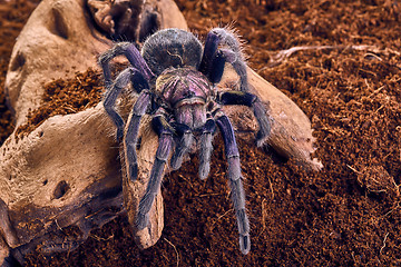 Image showing tarantula Phormictopus sp purple