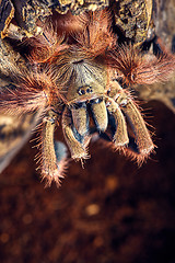 Image showing tarantula Tapinauchenius gigas