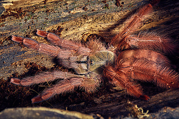 Image showing tarantula Tapinauchenius gigas