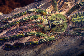 Image showing tarantula Poecilotheria rufilata