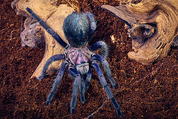 Image showing tarantula Phormictopus sp purple