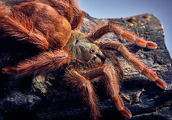 Image showing tarantula Tapinauchenius gigas