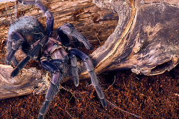 Image showing tarantula Phormictopus sp purple