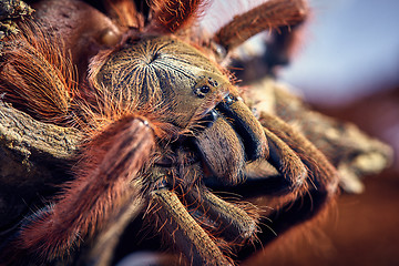 Image showing tarantula Tapinauchenius gigas