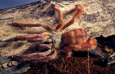 Image showing tarantula Tapinauchenius gigas