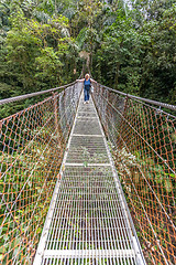 Image showing Suspension bridge in tropical rain forest of Costa Rica