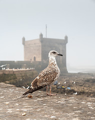 Image showing sea gull on background of the old fortress