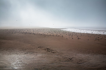 Image showing sea gull flying across a golden sandy beach during low tide