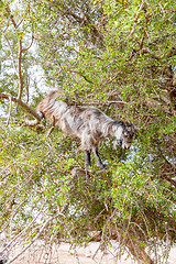 Image showing The Morocco Goat feeding in a tree