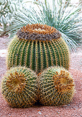 Image showing three large cactuses on a background of gravel