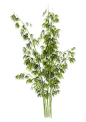 Image showing Bamboo Tree