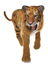 Image showing Tiger