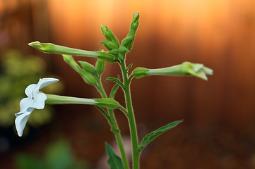 Image showing Aztec tobacco flower blooms