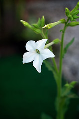 Image showing Aztec tobacco flower in bloom