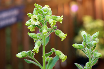 Image showing flowers on hopi tobacco plant