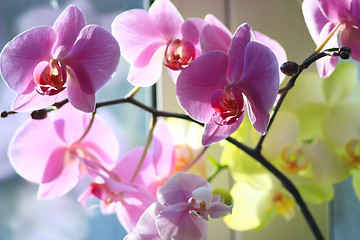 Image showing orchid pink and blossoming 