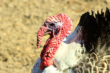 Image showing turkey's head